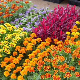 Pink, yellow, orange flowering bedding plants